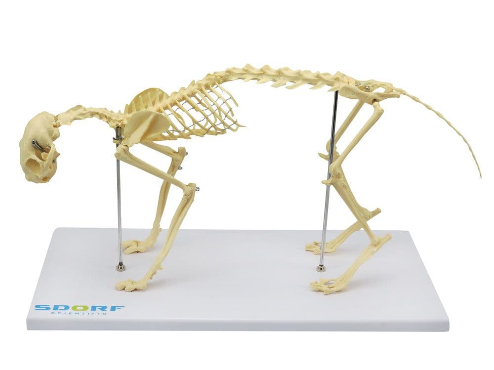Esqueleto de Gato