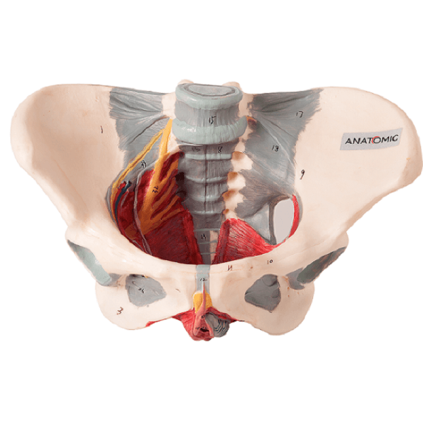 Esqueleto Pélvis Feminino Nervos e Ligamentos, Anatomia