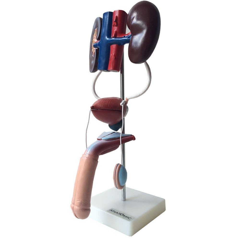 Sistema Urinário Masculino em 9 Partes Modelo Anatomia - Portal do Médico