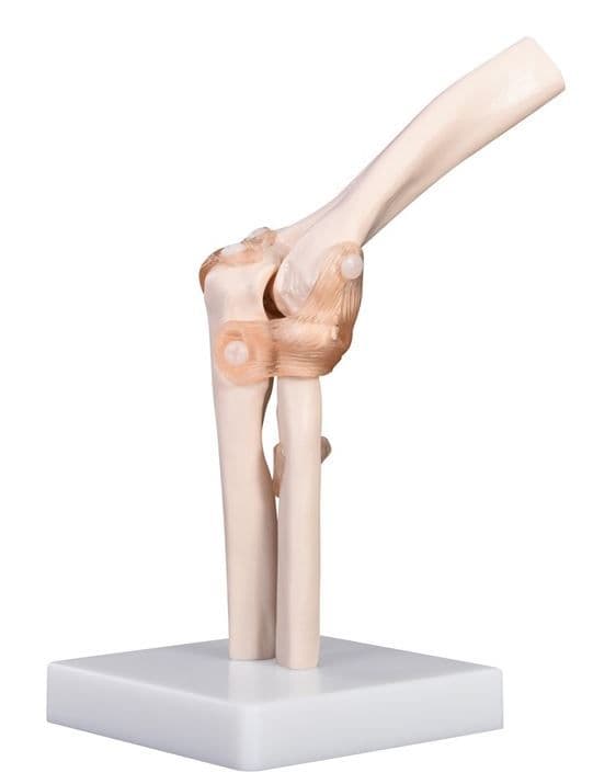 Articulação do Cotovelo e Ligamentos com 19 cm de Altura