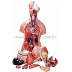 Torso Bissexual 85 cm c/ 24 partes - Anatomic - Portal do Médico