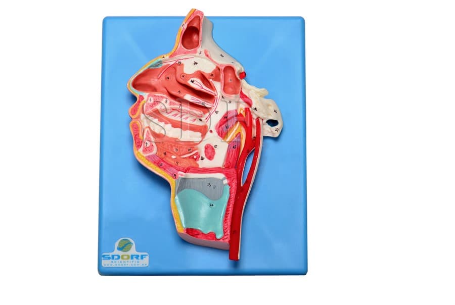 Nervos e Vasos Sanguíneos da Face - SDORF Scientific - Portal do Médico