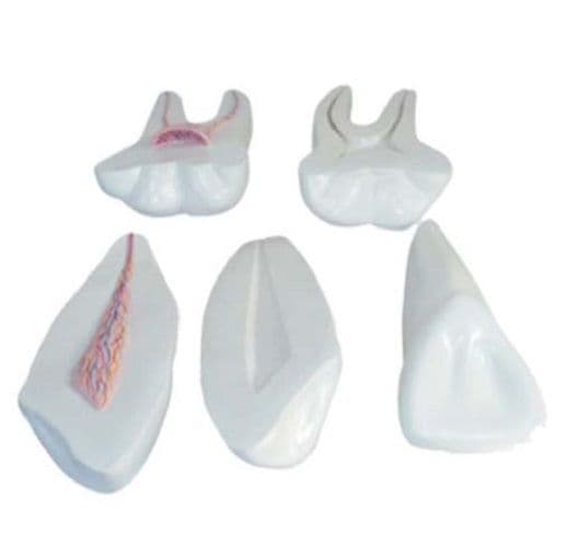 Dentes Incisivos, Caninos e Molares