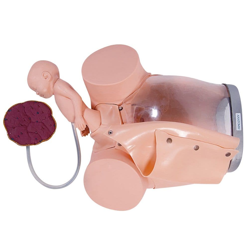 Simulador Médico Parto c/ Cervix Episiotomia e Feto com Placenta