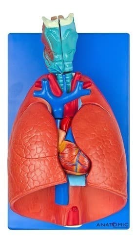Sistema Respiratório e Cardiovascular 7 partes - Portal do Médico
