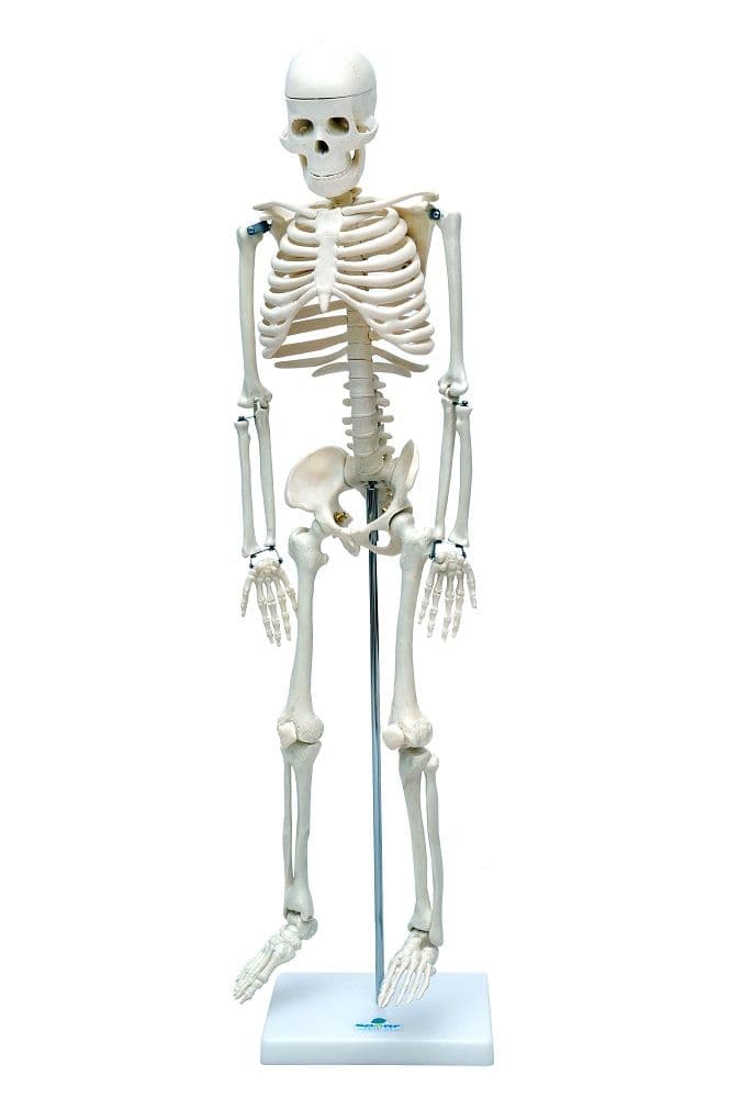 Esqueleto Humano Articulado de 85 cm de Altura com Suporte