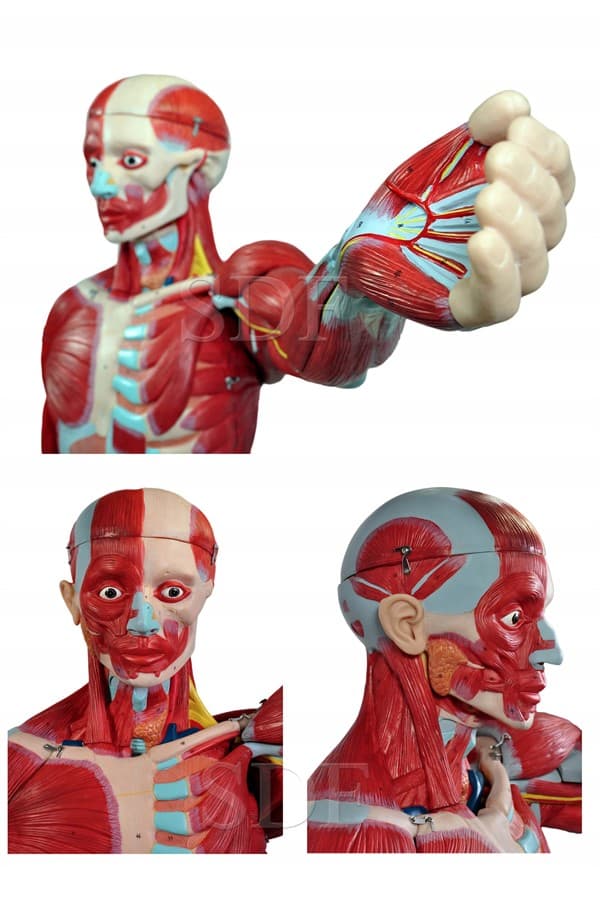 Figura Muscular de 1,70 cm com Órgãos Internos em 29 Partes SD-5026 -