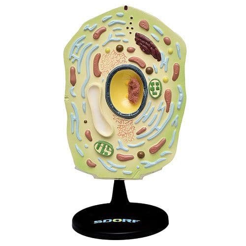 Célula Animal Ampliada 20.000X, Modelo Anatomia - Portal do Médico