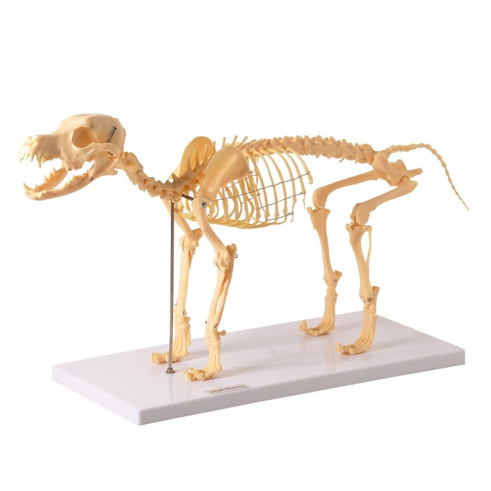 Esqueleto de Cachorro em Resina Modelo Anatomia
