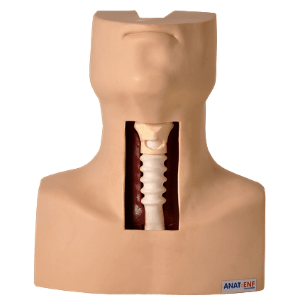 Torso Humano para Traqueostomia Simulador Médico - Portal do Médico