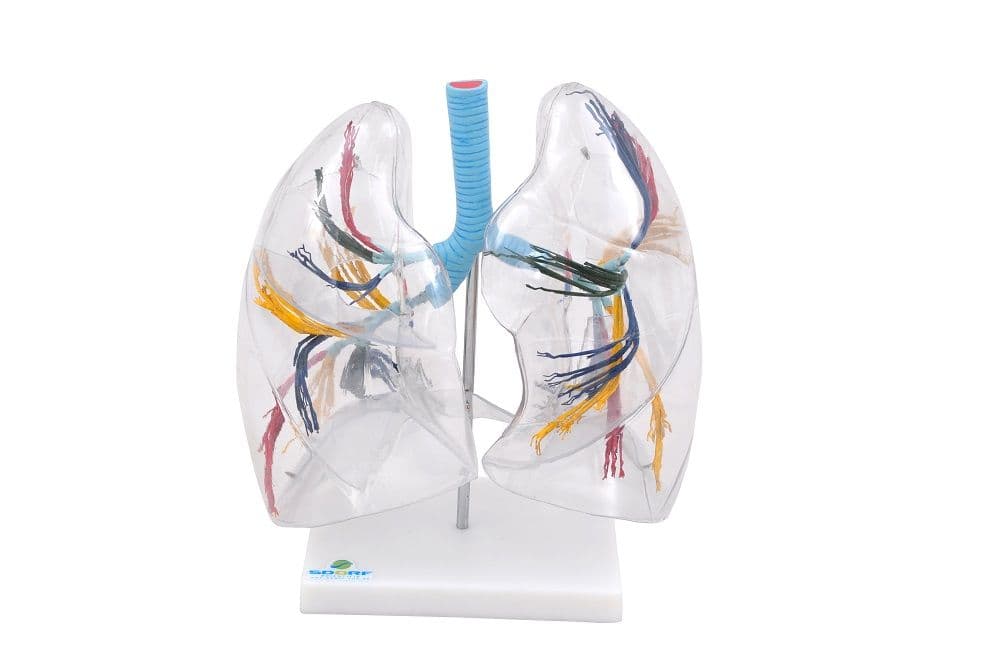 Pulmão Humano Transparente Modelo Anatomia - Portal do Médico