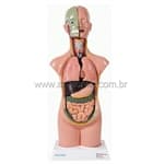 Torso Assexuado 50 cm c/ 11 partes - Anatomic - Portal do Médico