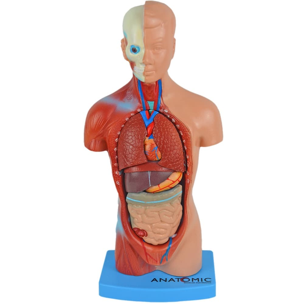 TORSO HUMANO DE 28 CM ASSEXUADO EM 15 PARTES - Portal do Médico