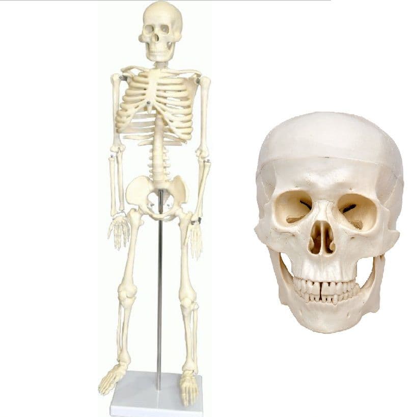 Crânio Com Mandíbula Móvel + Esqueleto 85 cm - Portal do Médico
