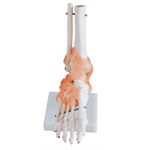 Esqueleto Articulação do Pé e Ligamentos com 30cm