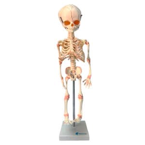 ESQUELETO FETAL