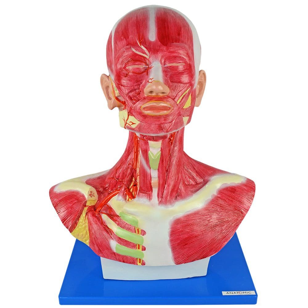 Cabeça Humana e Pescoço Musculado Modelo Anatomia - Portal do Médico