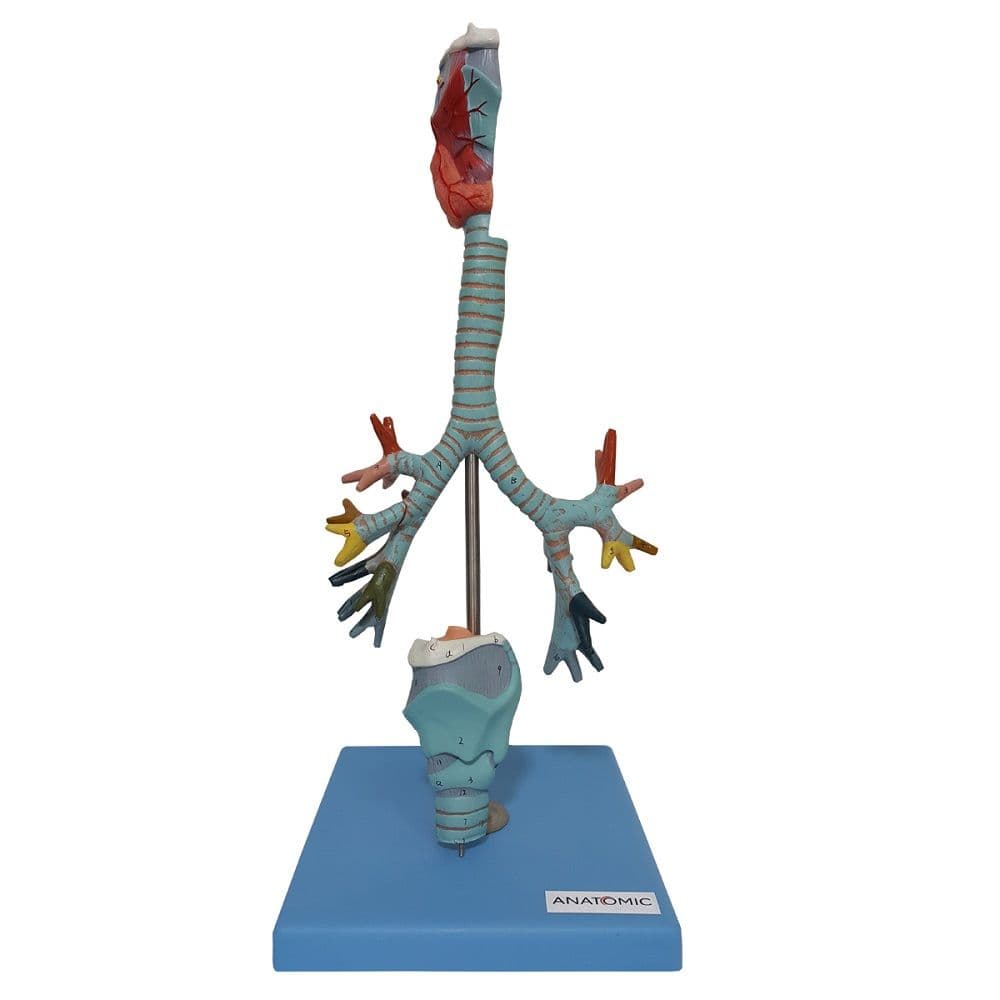 Traqueia , Laringe e Árvore Brônquica Modelo Anatomia - Portal do Médico