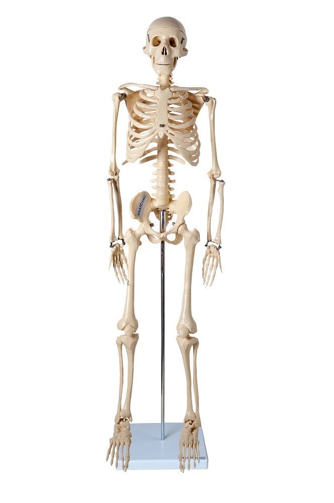 Esqueleto Humano 85 cm Altura Articulado Modelo Anatomia