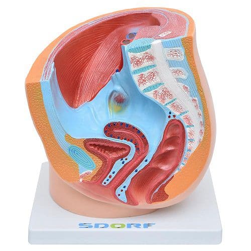 Pelve Feminina c/ Secção 1 Parte Modelo Anatomia - Portal do Médico
