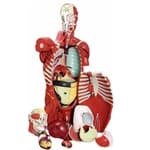 Torso Musculado 108 cm c/ Órgãos Internos - Anatomic - Portal do Médico
