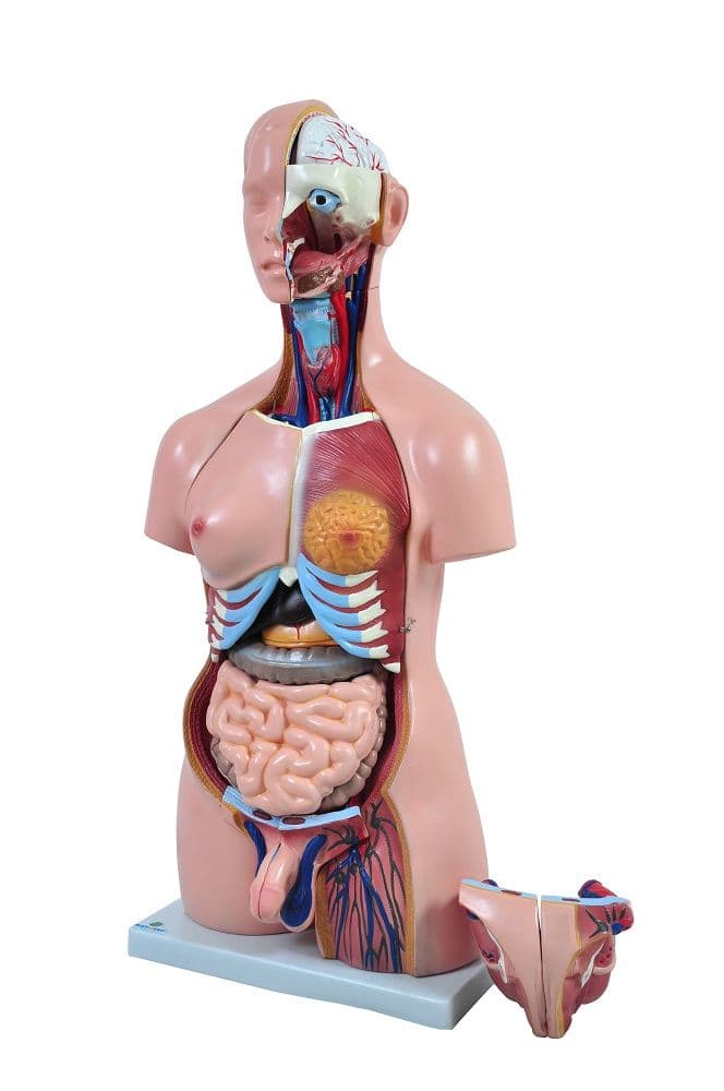 Torso Humano Bissexual com Abertura nas Costas de 85 cm em 24 Partes - Portal do Médico