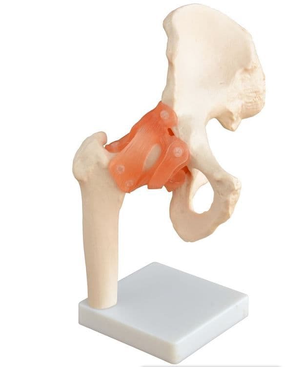 Articulação do Quadril e Ligamentos de 30cm de Altura - Portal do Médico