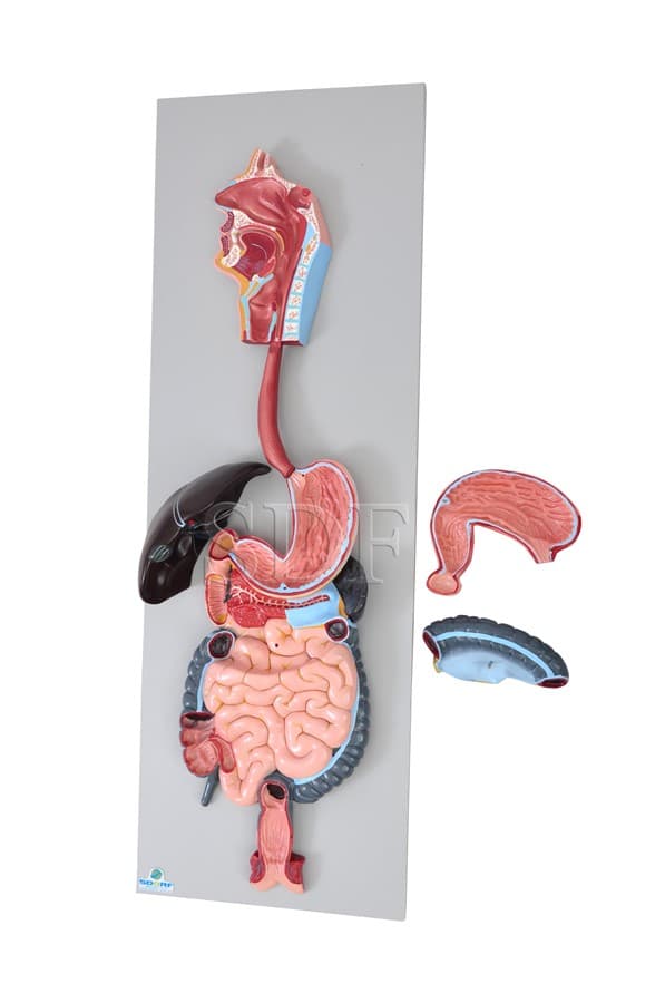 Sistema Digestório em 3 Partes SD-5061 - SDORF Scientific - Portal do Médico