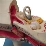 Ouvido Ampliado Clássico com 58 Posições para Estudos NEW -Anatomic - Portal do Médico
