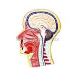 Cabeça c/ Corte mediano - Anatomic - Portal do Médico