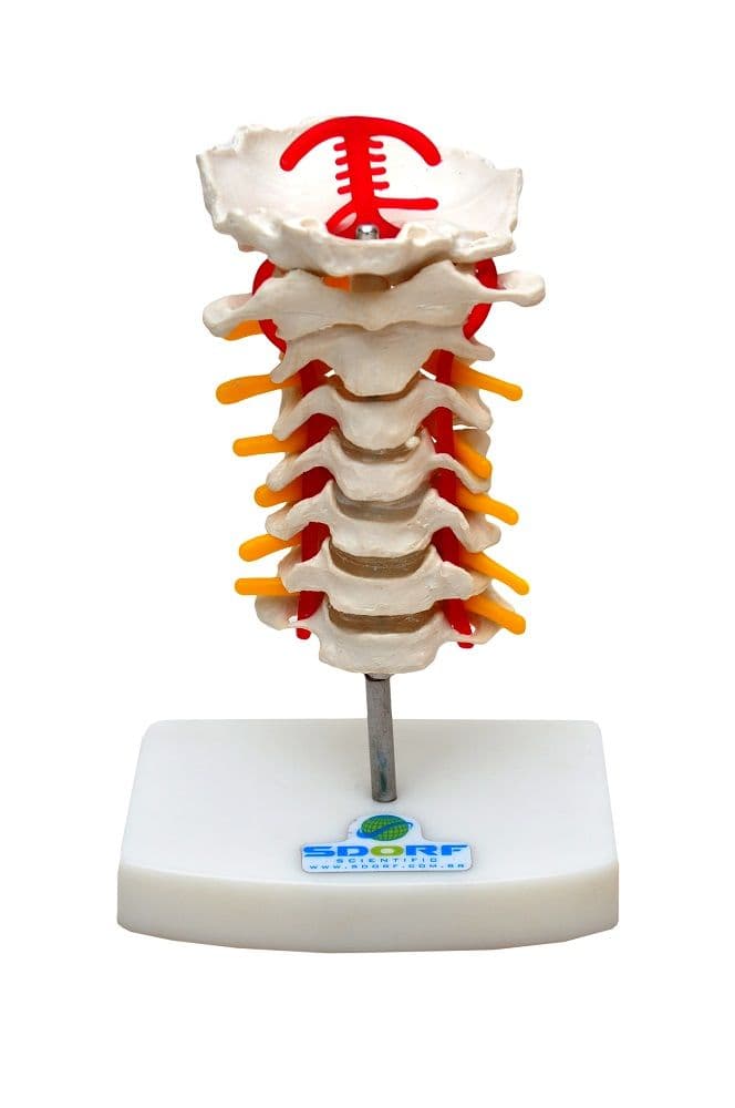 Coluna Cervical Esqueleto - Portal do Médico