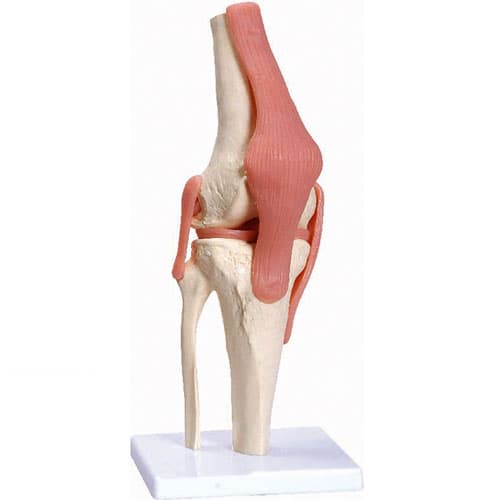 Articulação De Joelho Tgd 0164c Anatomic
