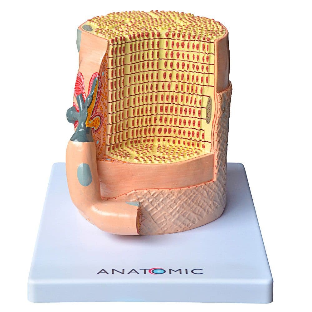 Fibra Muscular Modelo Anatomia
