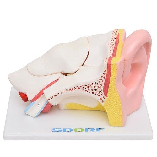 Ouvido Ampliado em 6 Pts Modelo Anatomia - Portal do Médico