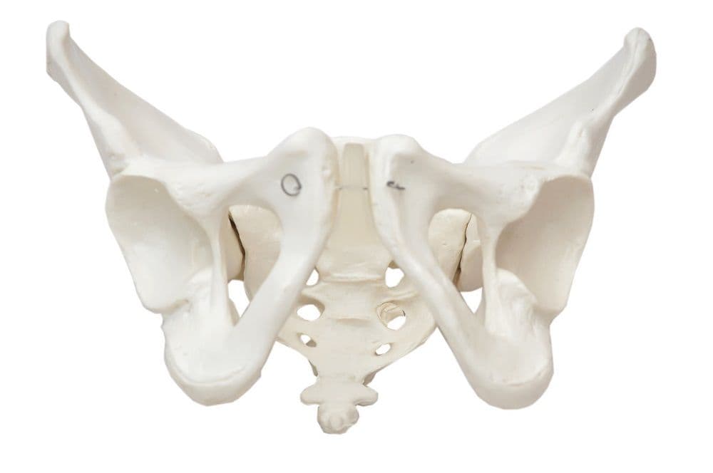 Esqueleto Pélvico FemInino, Anatomia Pelve Feminina