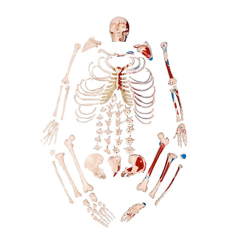 Esqueleto Humano Desarticulado Tam. Natural Origem e Inserção