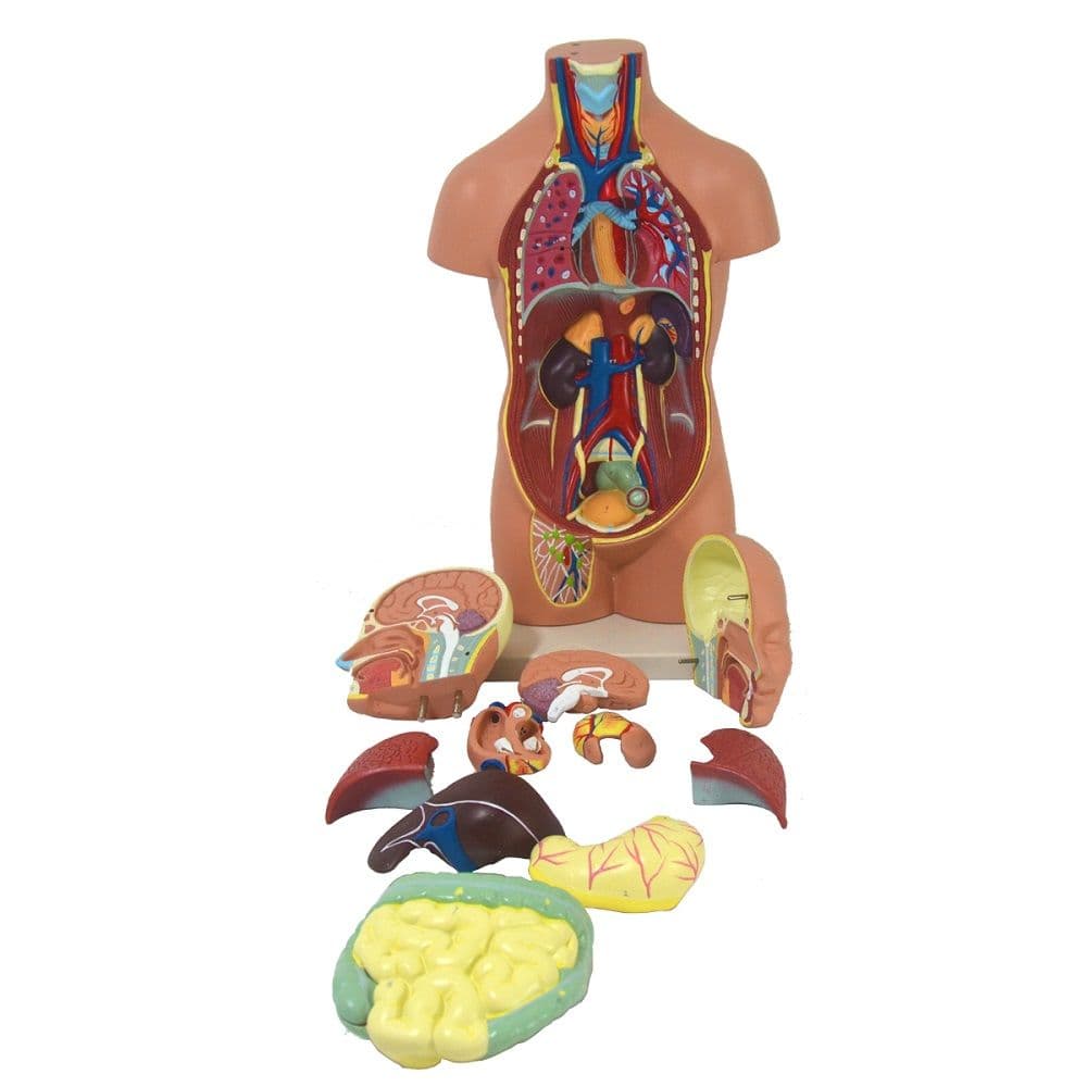 Torso Humano Assexuado 50 cm Altura 12 pts Modelo Anatomia - Portal do Médico
