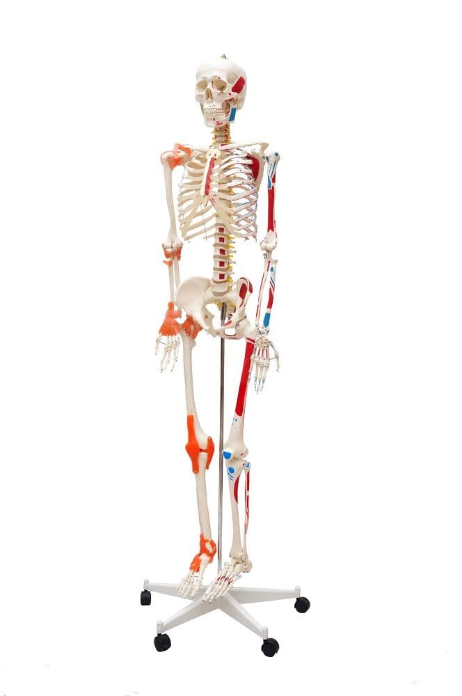 Esqueleto Humano Padrão 1,70cm Articulação Inserções Muscular