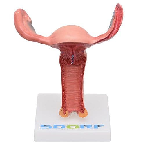 Vagina com Útero Visão Interna Modelo Anatomia - Portal do Médico