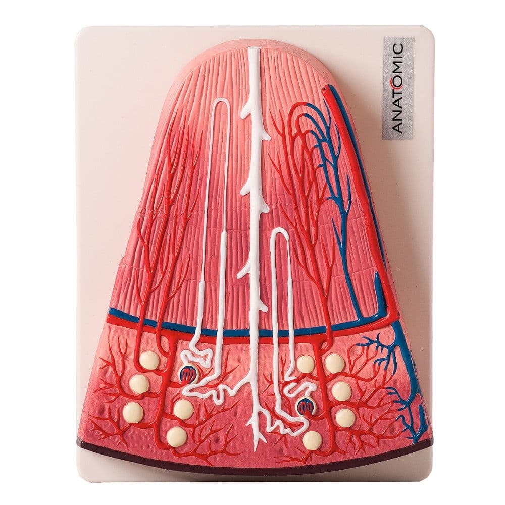 Rim Secção de Néfron Modelo Anatomia