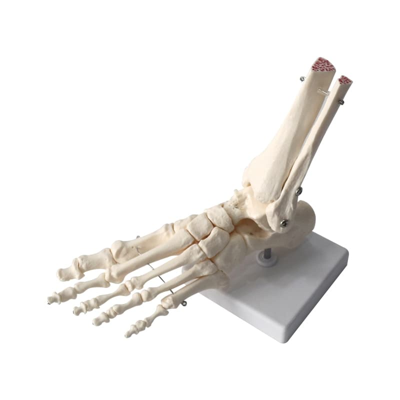 Esqueleto do pé - Foot joint model - China