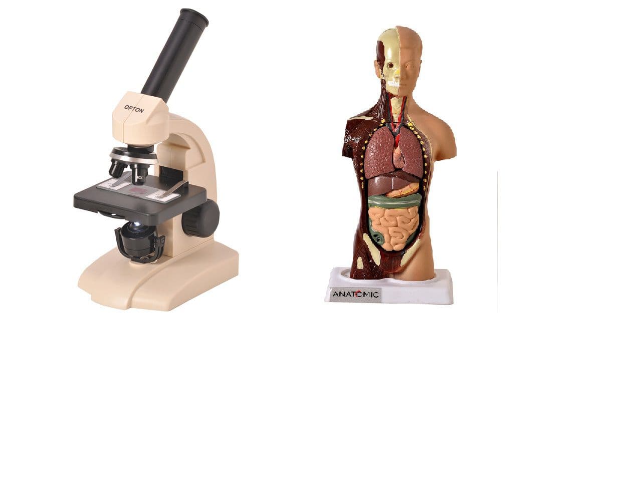 TORSO 28 CM + MICROSCÓPIO MONOCULAR - Portal do Médico
