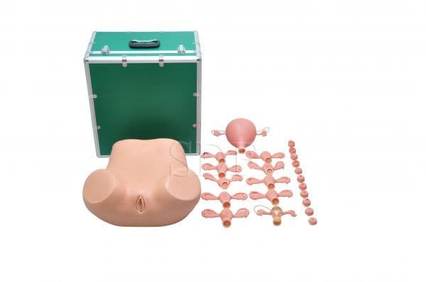 Simulador Médico Ginecológico Úteros Saudáveis e Patológicos - Portal do Médico