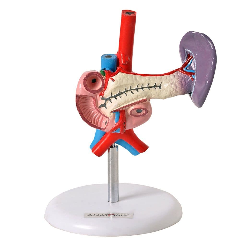 Pâncreas e Duodeno Humano Modelo Anatomia - Portal do Médico