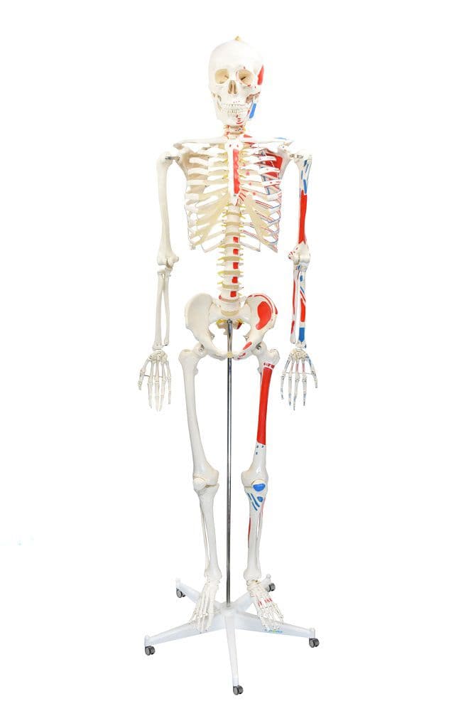 Esqueleto Humano Padrão de 1.70 cm com Origens e Inserções Musculares, Haste e Suporte com Rodas