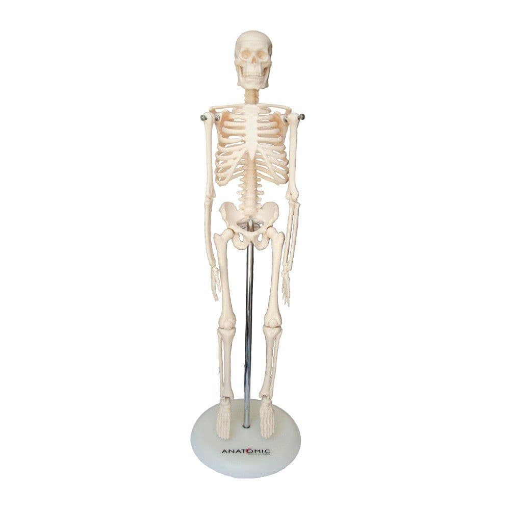 Esqueleto Humano 45 cm Altura Articulado, Anatomia