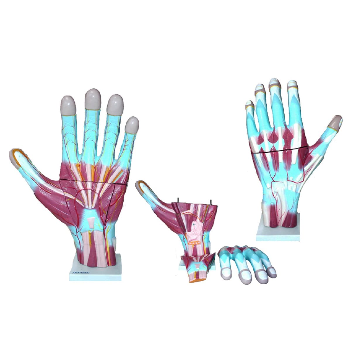 Mão Muscular Ampliada em 3 Partes - Portal do Médico