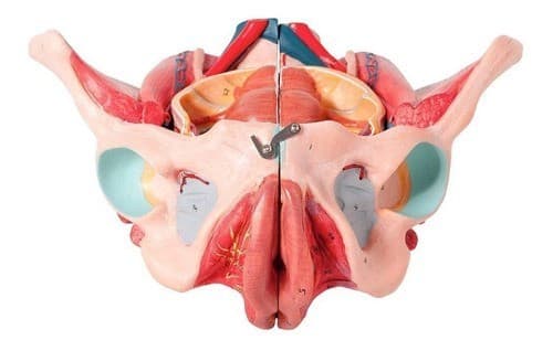 Pélvis Feminina Clássica com Músculos e Órgão Genital, Anatomia - Portal do Médico