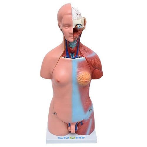 Torso Humano Bissexual c/Abertura nas Costas de 45 cm c/24 partes - Portal do Médico
