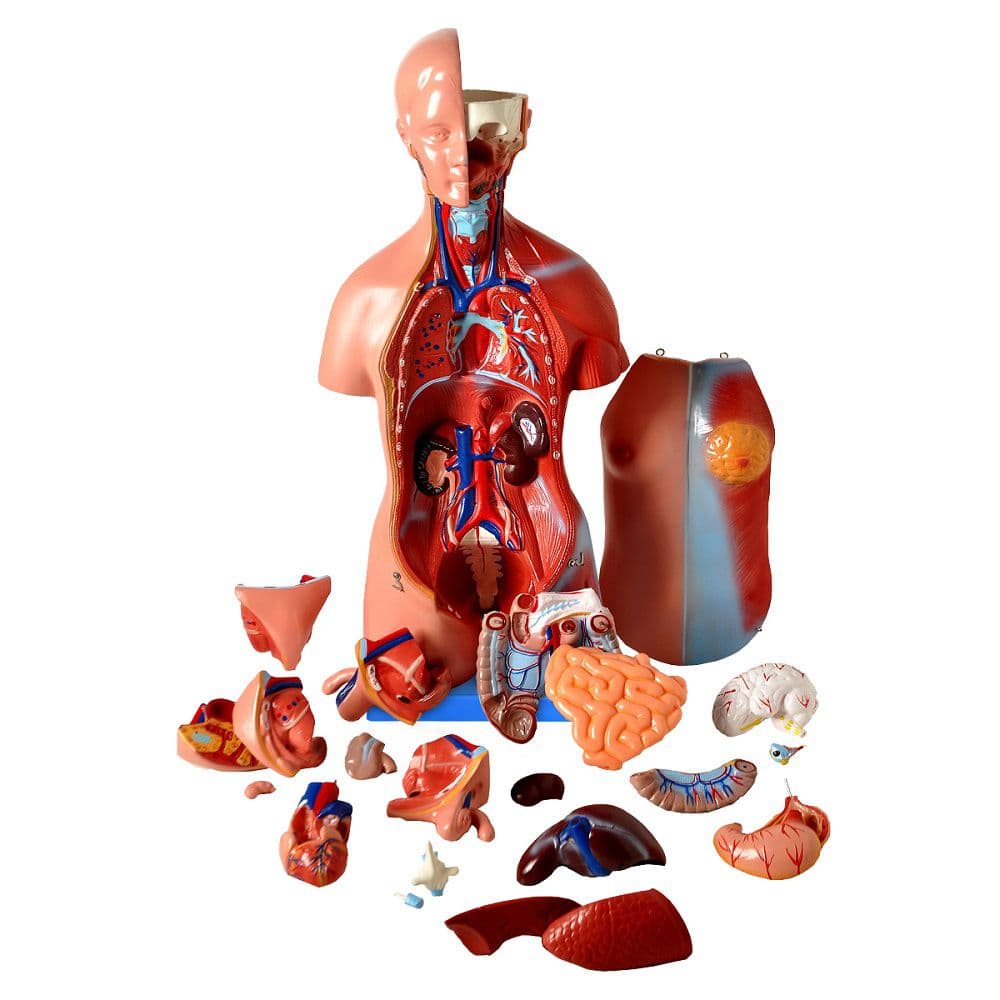 Modelo Anatomico Torso Assexuado 45 Cm em 25 Partes, Anatomia - Portal do Médico